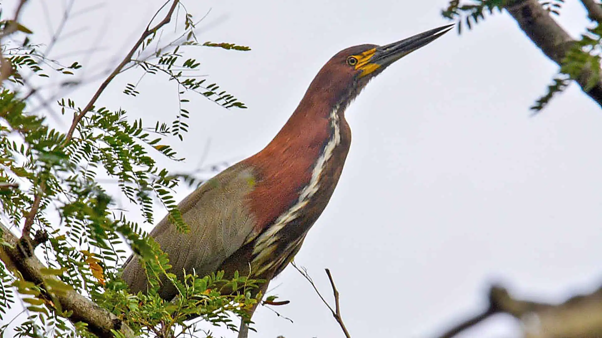 Reserva Natural aves
