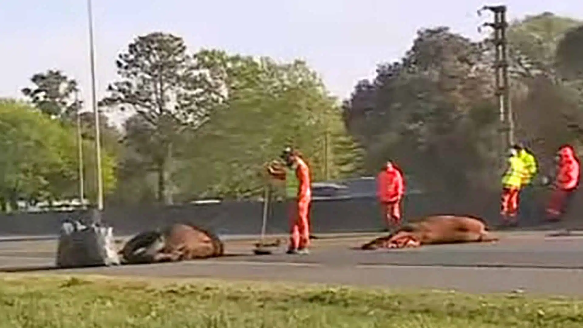 Accidente caballos Fátima