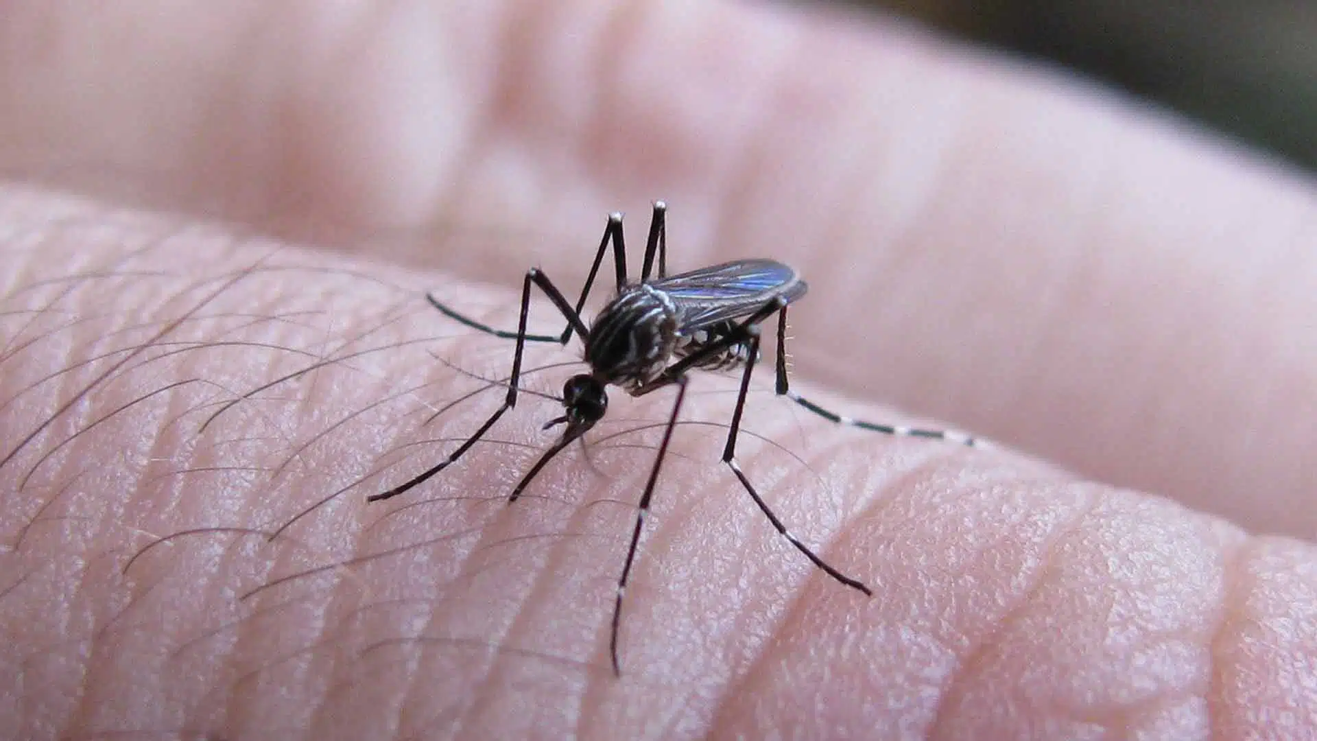 Dengue en Pilar