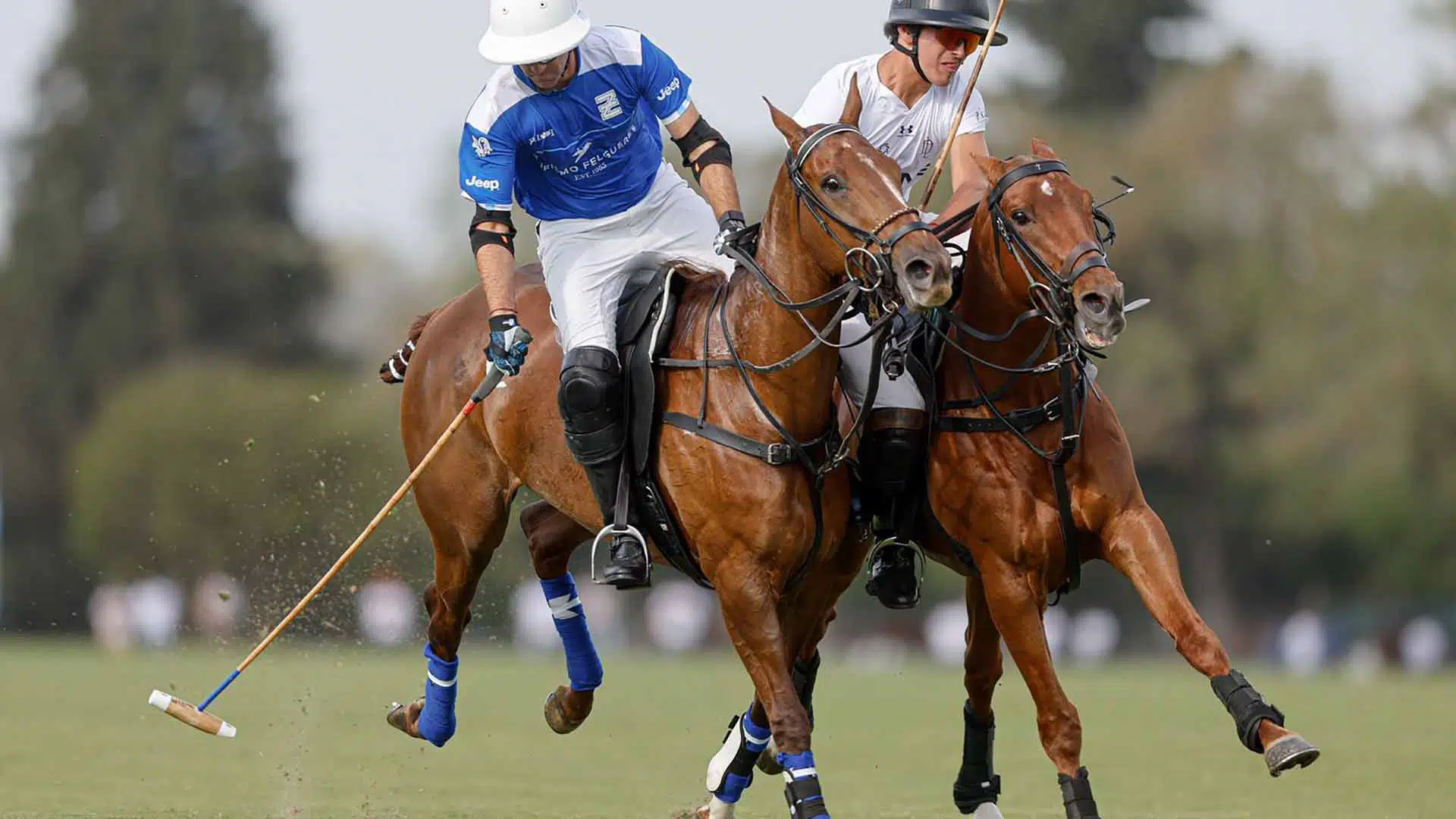 Polo Tortugas