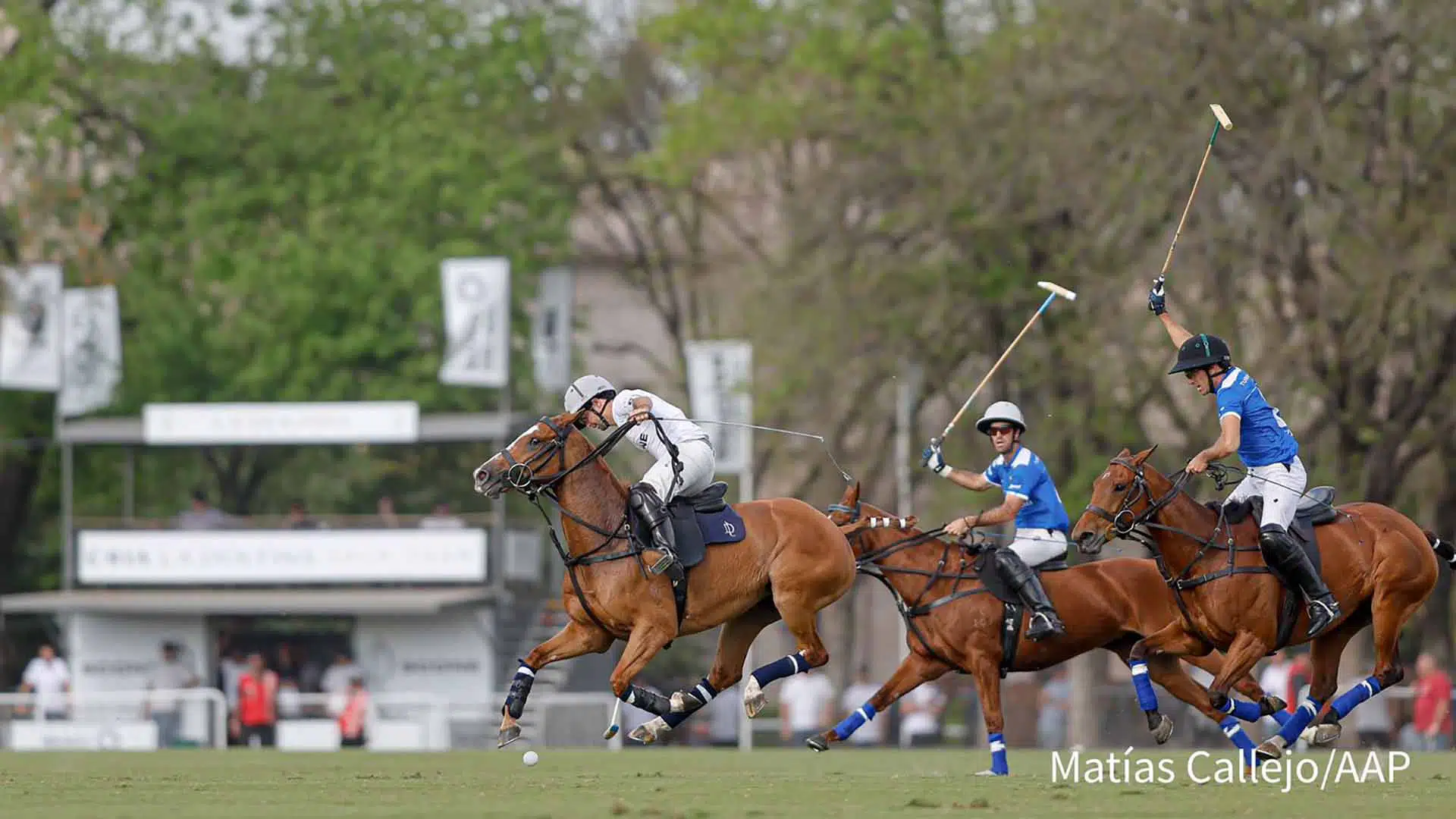 Polo Tortugas