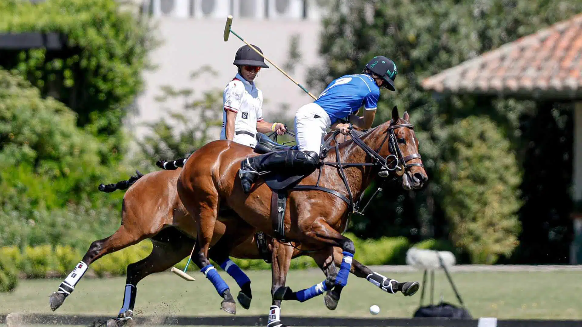 Polo Tortugas