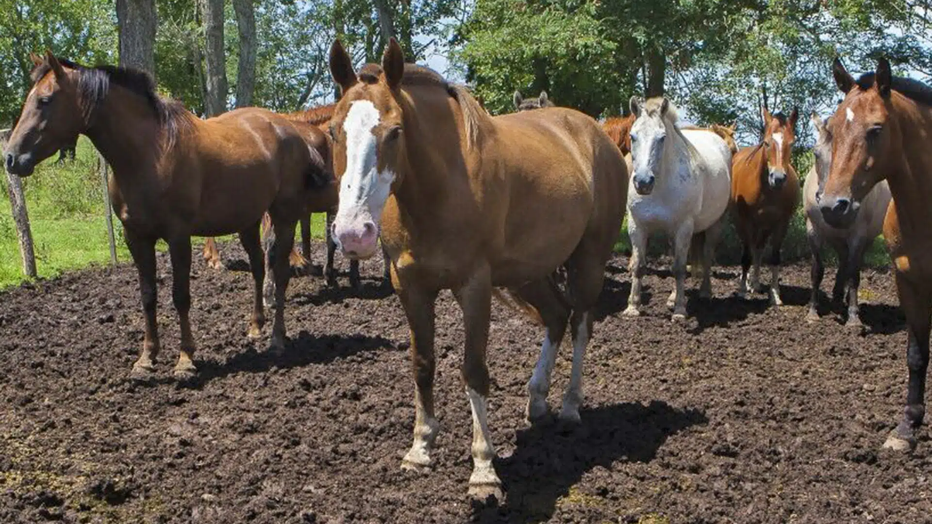 Encefalomielitis equina nuevos casos