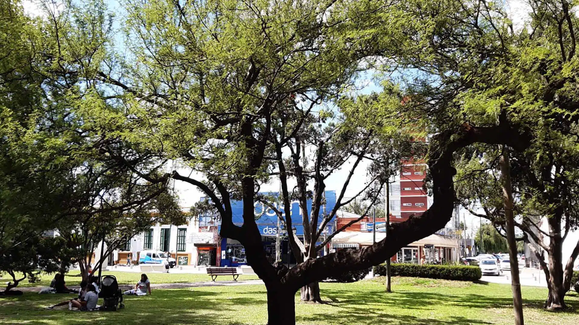 arboles plaza pilar