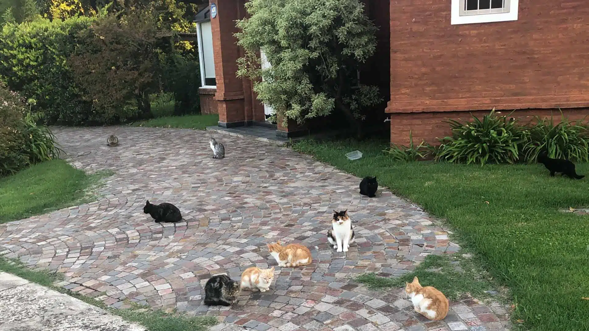 Gatos Los Lagartos