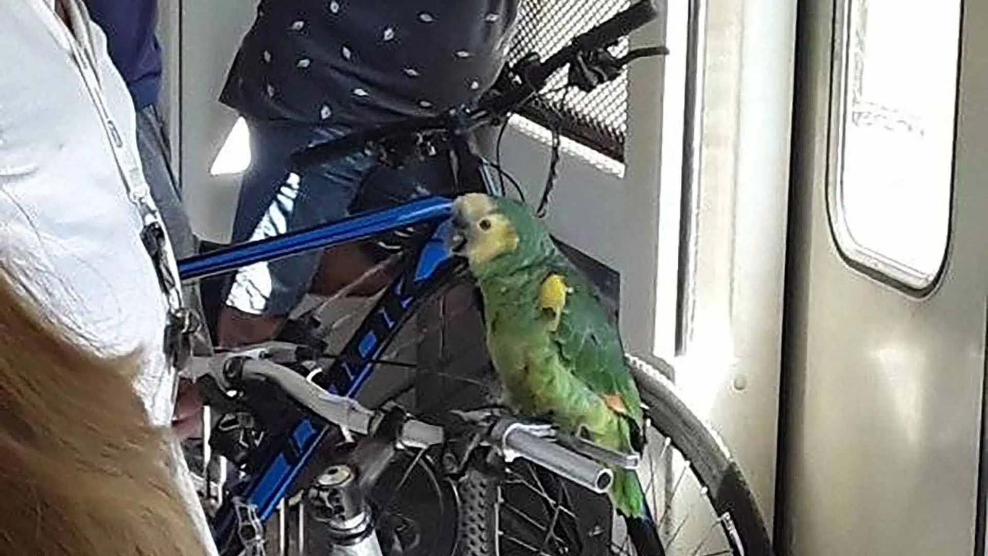 loro tren