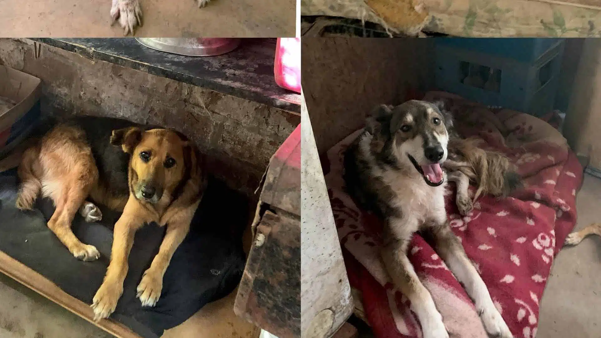 ayuda refugio animales