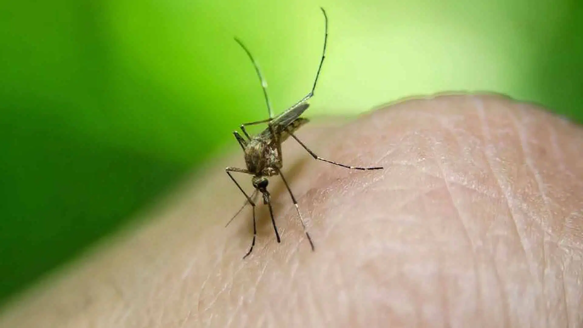 Dengue