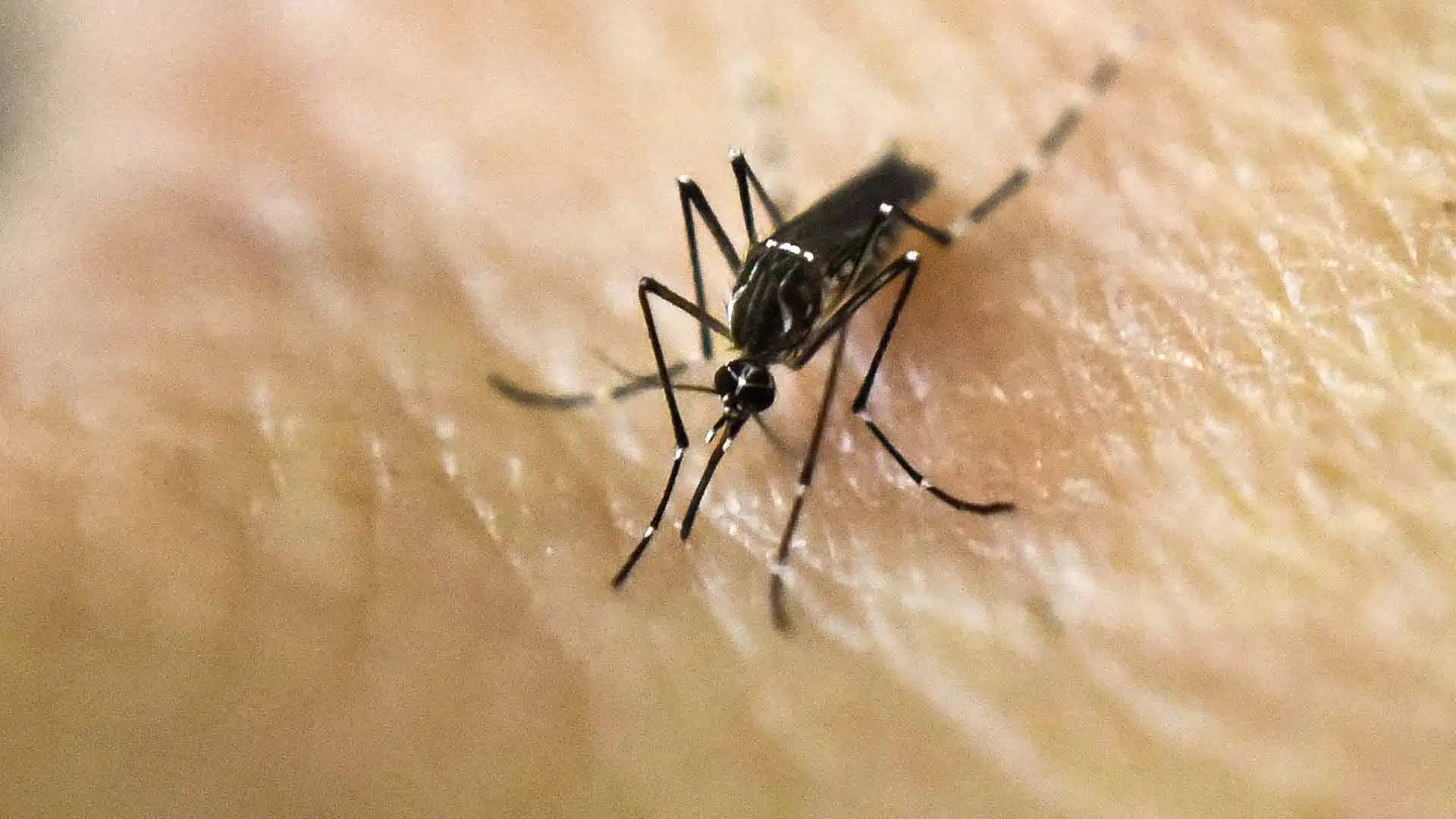 Dengue