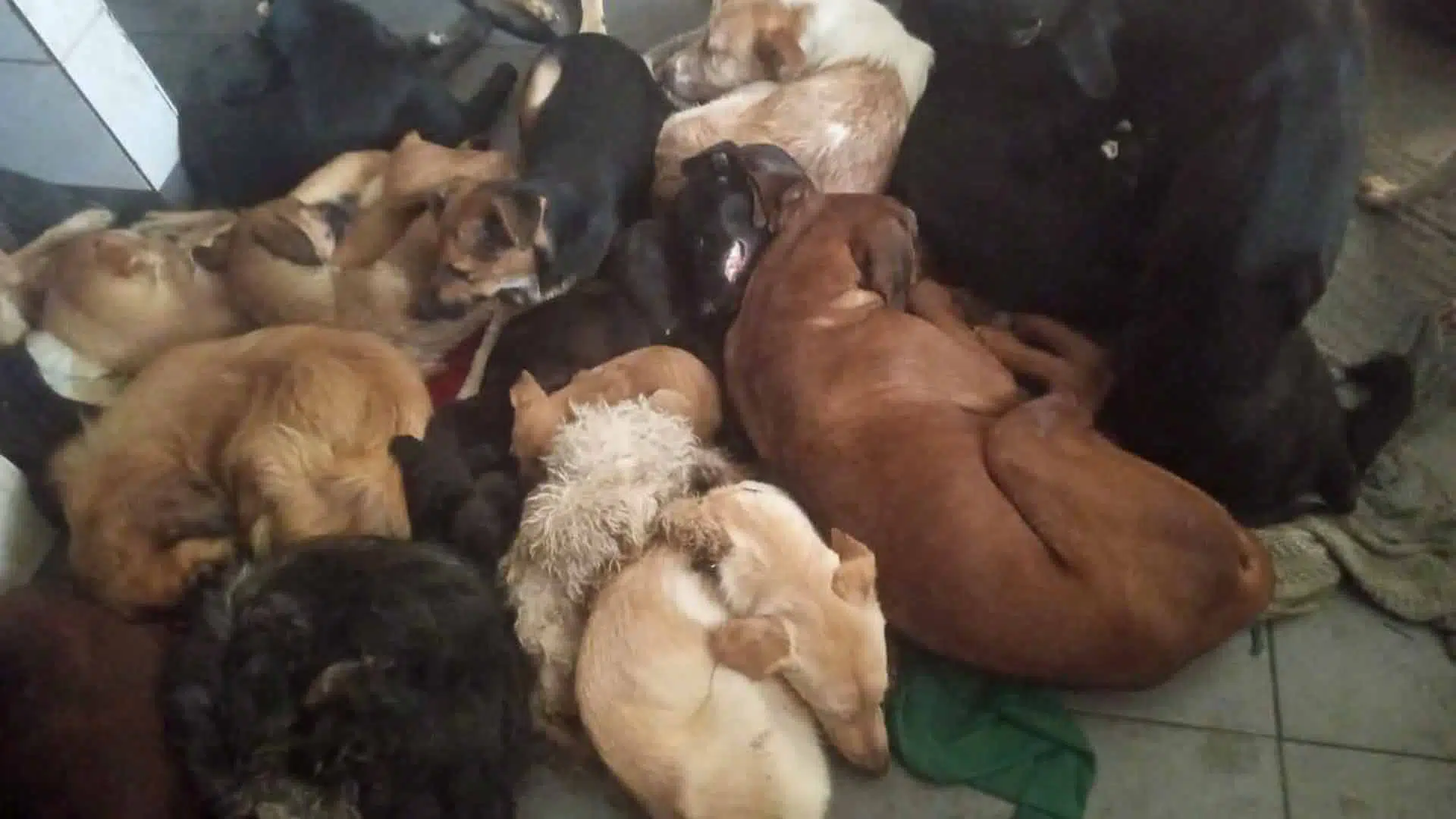 Rescatan perros Villa Rosa
