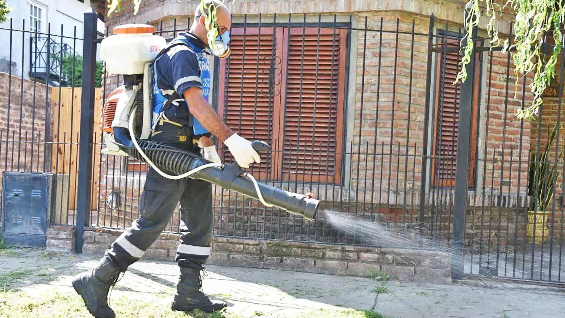Dengue