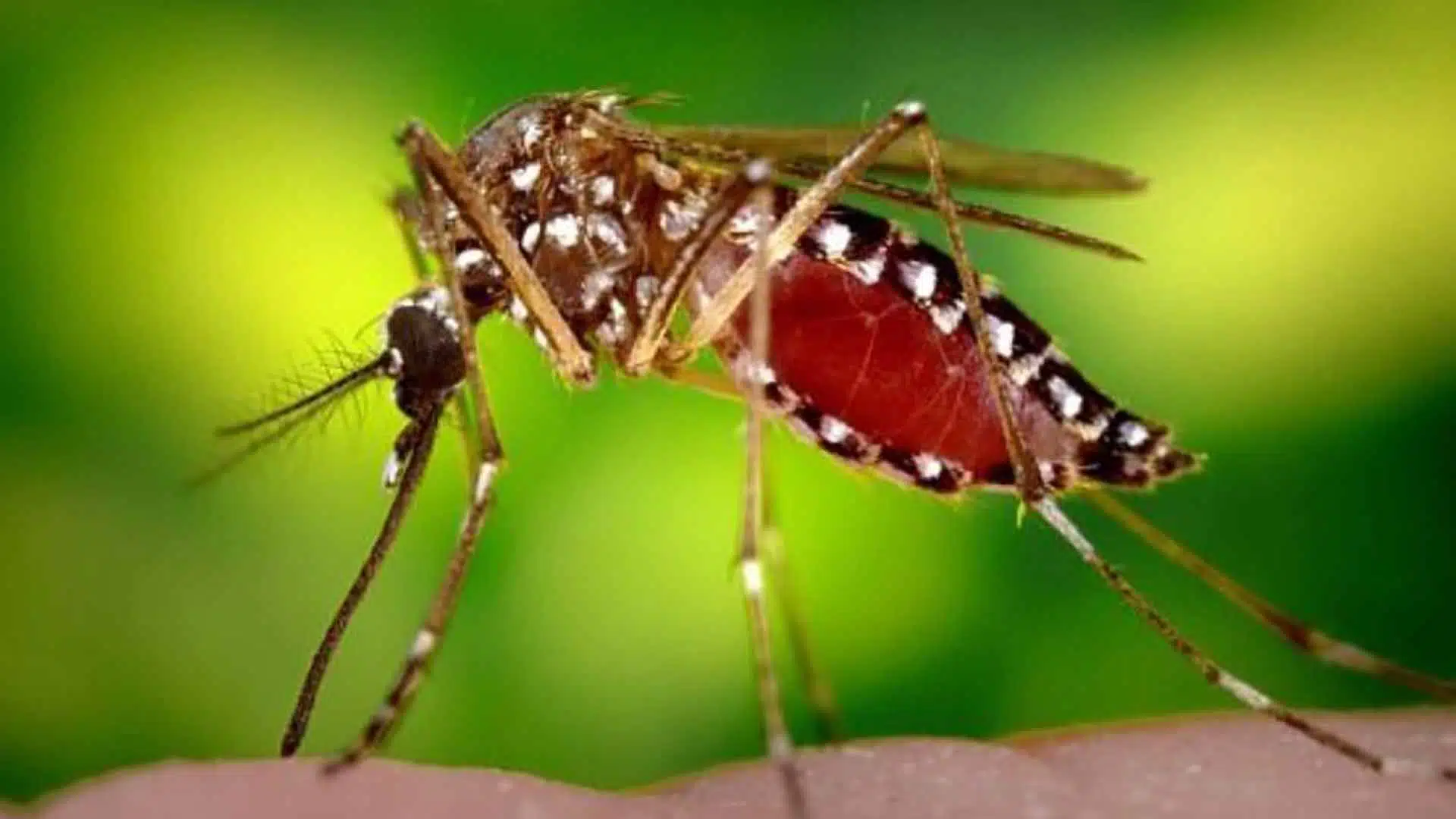 Mosquito de la inundación